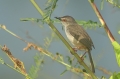 Tawny-Flanked Prinia